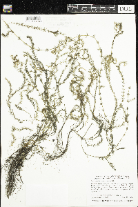 Myriophyllum alterniflorum image