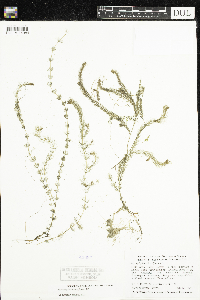 Myriophyllum alterniflorum image