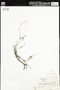 Myriophyllum alterniflorum image