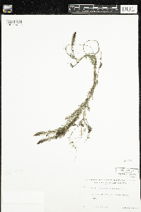 Myriophyllum alterniflorum image