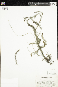 Myriophyllum alterniflorum image