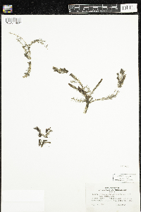 Myriophyllum alterniflorum image