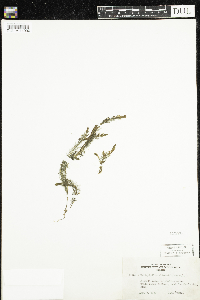 Myriophyllum alterniflorum image