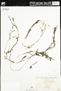 Myriophyllum alterniflorum image