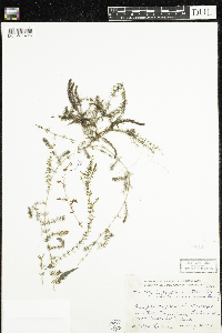 Myriophyllum alterniflorum image
