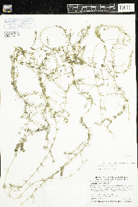 Myriophyllum alterniflorum image