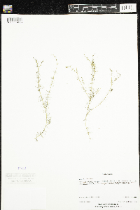 Myriophyllum alterniflorum image