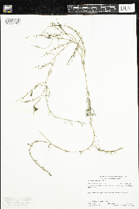 Myriophyllum alterniflorum image