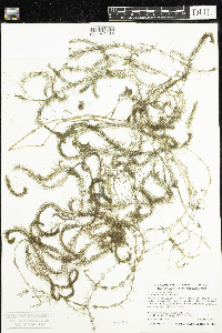 Myriophyllum alterniflorum image