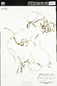 Myriophyllum alterniflorum image