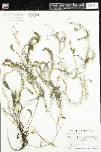 Myriophyllum alterniflorum image