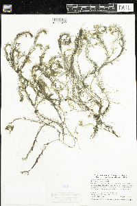 Myriophyllum alterniflorum image