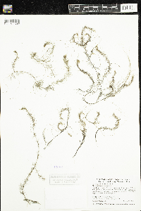 Myriophyllum alterniflorum image