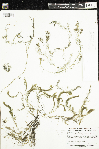Myriophyllum alterniflorum image