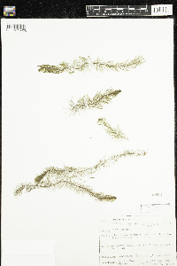 Myriophyllum alterniflorum image