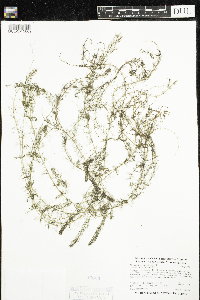Myriophyllum alterniflorum image
