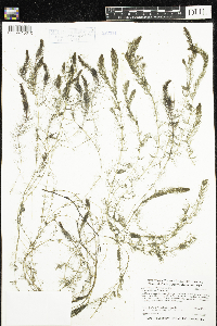 Myriophyllum alterniflorum image