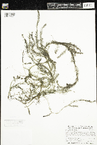 Myriophyllum alterniflorum image