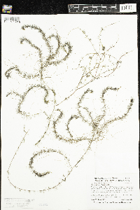 Myriophyllum alterniflorum image