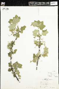 Ribes rubrum image