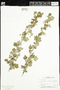 Ribes missouriense image