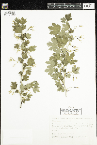 Ribes missouriense image