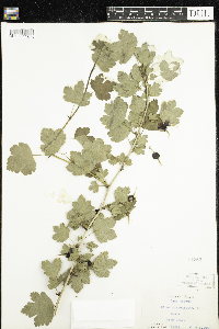 Ribes missouriense image