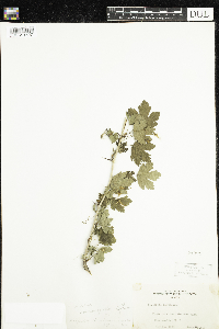 Ribes missouriense image