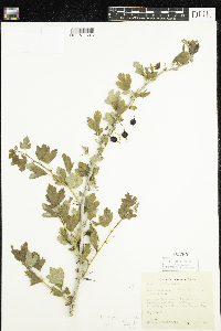 Ribes missouriense image