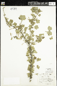 Ribes missouriense image