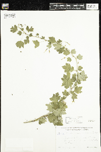Ribes missouriense image