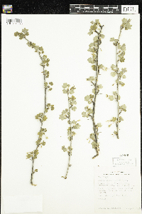 Ribes missouriense image