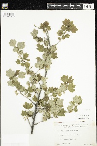 Ribes hirtellum image