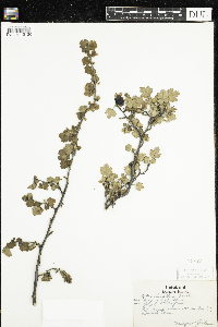 Ribes hirtellum image