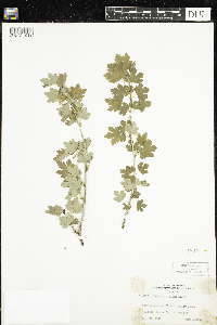 Ribes hirtellum image