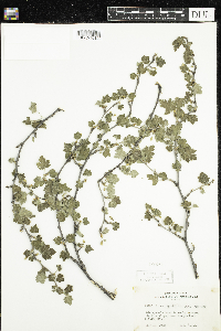 Ribes hirtellum image