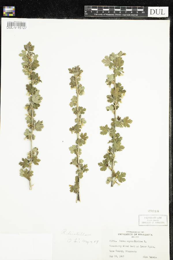 Ribes hirtellum image