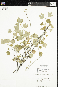 Ribes hirtellum image