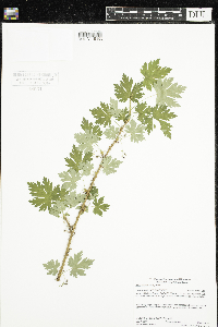 Ribes lacustre image