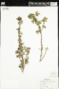 Ribes lacustre image