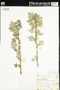 Ribes lacustre image