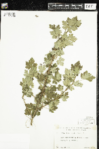 Ribes lacustre image