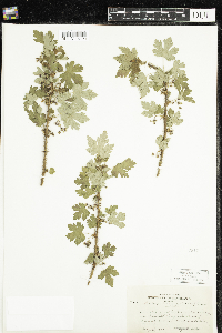 Ribes lacustre image