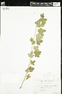 Ribes lacustre image