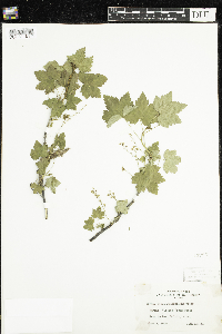 Ribes glandulosum image