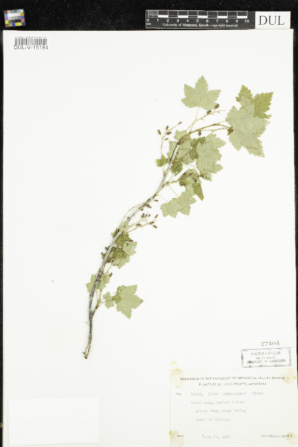 Ribes glandulosum image