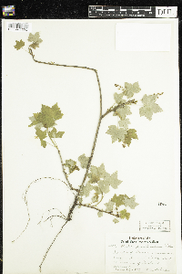 Ribes glandulosum image