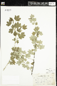 Ribes hirtellum image