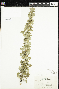 Ribes hirtellum image