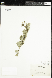 Ribes hirtellum image